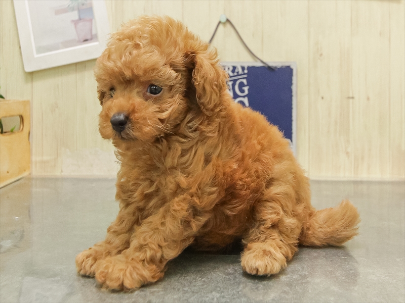 愛知県のティーカッププードル (ワンラブ名古屋守山インター総本店/2025年7月18日生まれ/女の子/レッド)の子犬の2枚目の画像