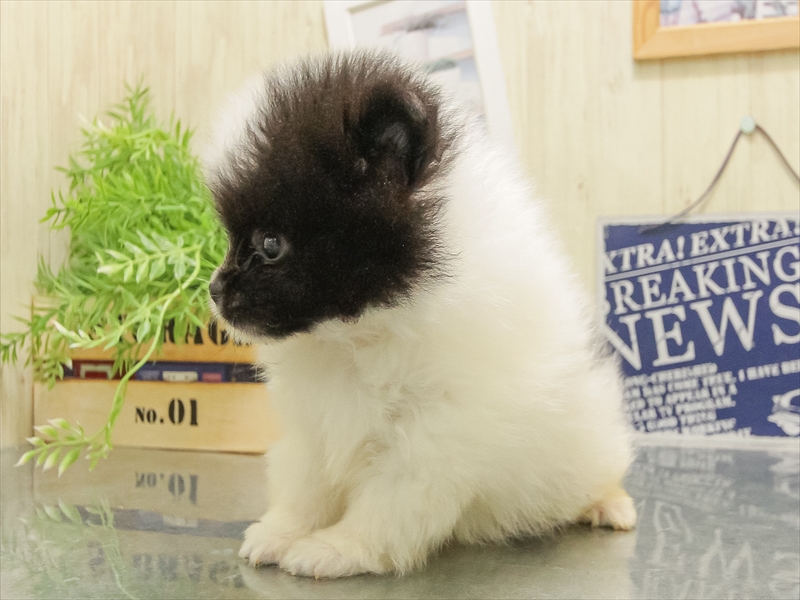 香川県のポメラニアン (ワンラブイオンタウン宇多津店/2025年7月17日生まれ/男の子/パーティーカラー)の子犬の2枚目の画像