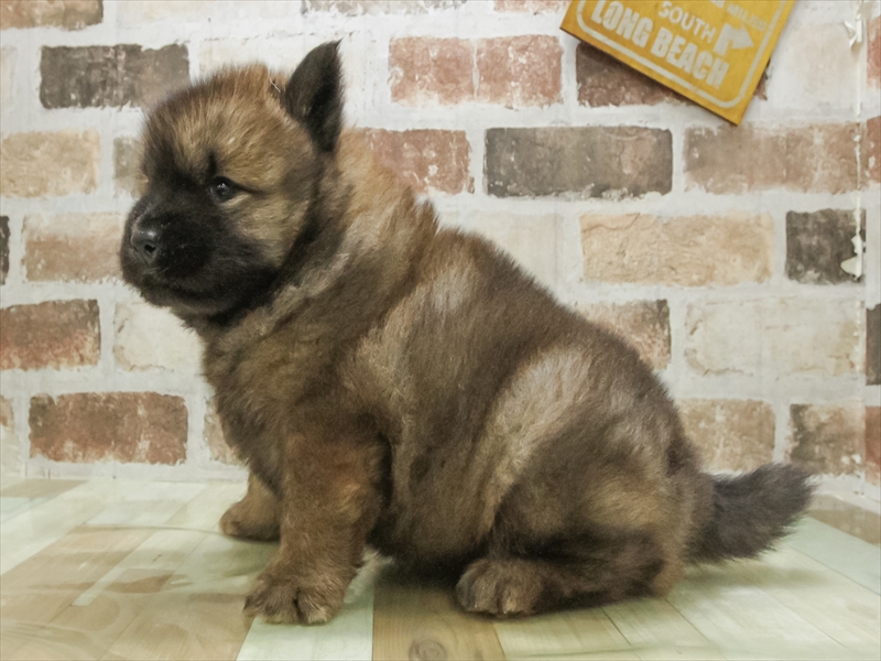 愛知県のチャウチャウ (ワンラブ星崎店(FC)/2025年7月19日生まれ/男の子/レッド)の子犬の2枚目の画像
