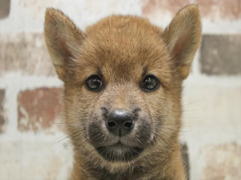 愛知県の柴犬(標準サイズ) (ワンラブNEW・CROSSTOWN店/2025年7月19日生まれ/女の子/赤)の子犬の1枚目の画像