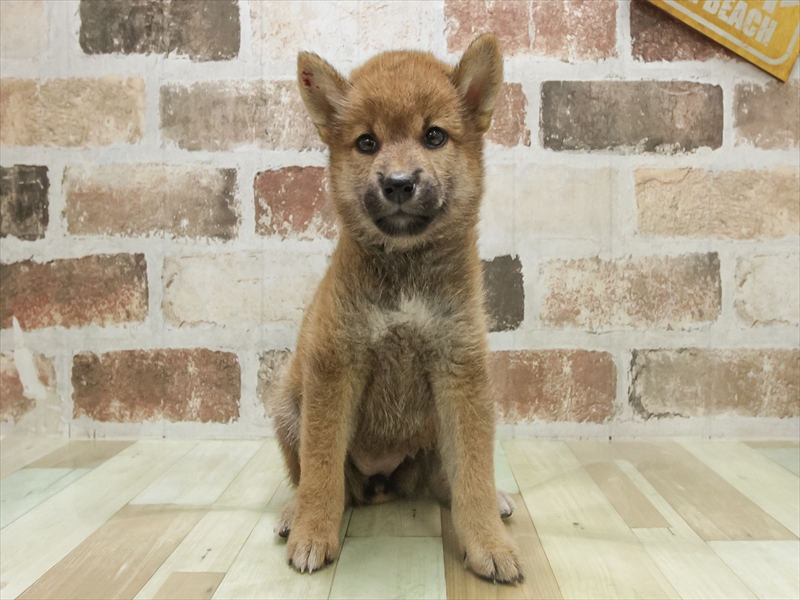 愛知県の柴犬(標準サイズ) (ワンラブNEW・CROSSTOWN店/2025年7月19日生まれ/女の子/赤)の子犬の3枚目の画像