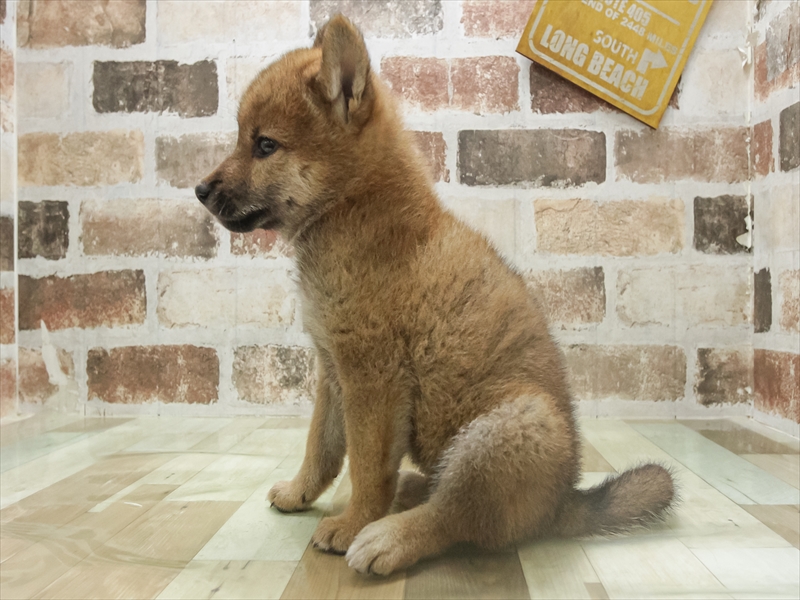 愛知県の柴犬(標準サイズ) (ワンラブNEW・CROSSTOWN店/2025年7月19日生まれ/女の子/赤)の子犬の2枚目の画像