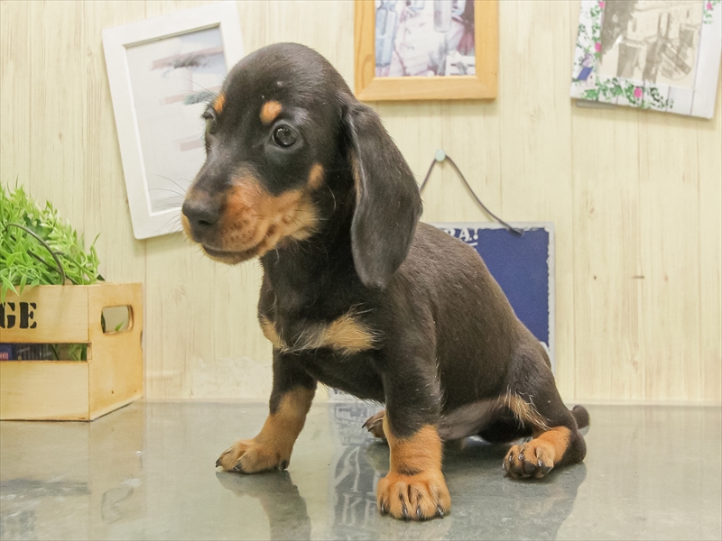 愛知県のイタリアングレーハウンド (ワンラブ名古屋守山インター総本店/2025年7月19日生まれ/男の子/ブルーホワイト)の子犬の2枚目の画像