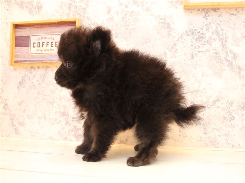 神奈川県のポメプー(ポメラニアン×プードル) (ワンラブカインズ三浦店/2025年7月14日生まれ/男の子/ブラック)の子犬の3枚目の画像