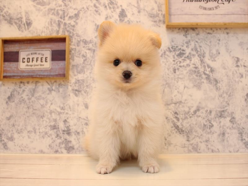 埼玉県のポメラニアン (ワンラブ埼玉寄居店/2025年7月10日生まれ/男の子/クリーム)の子犬の2枚目の画像