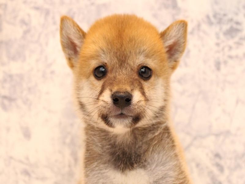 埼玉県の豆柴 (ワンラブ埼玉寄居店/2025年7月20日生まれ/男の子/赤)の子犬の1枚目の画像