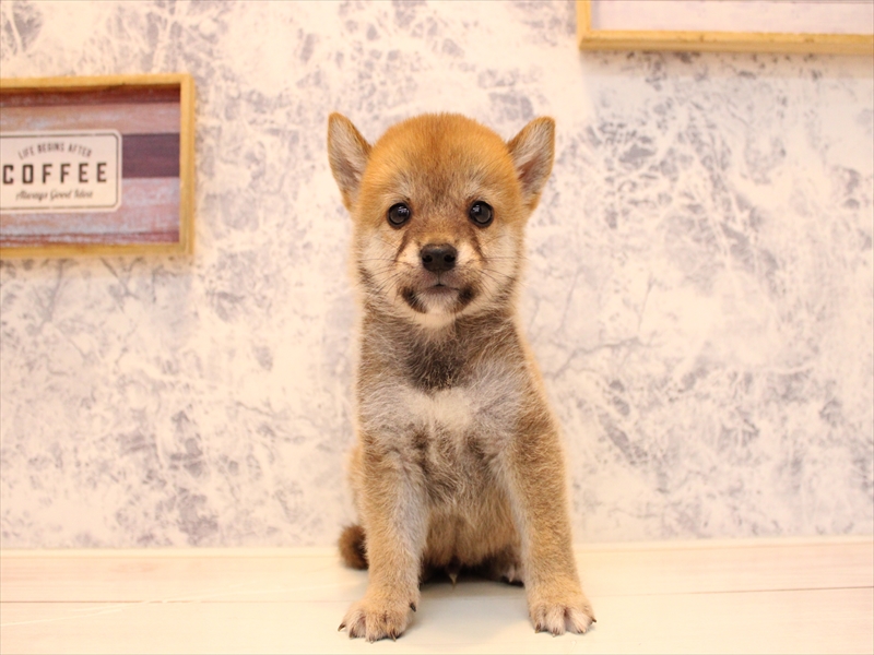 埼玉県の豆柴 (ワンラブ埼玉寄居店/2025年7月20日生まれ/男の子/赤)の子犬の3枚目の画像