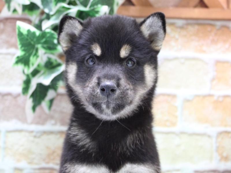 愛知県の柴犬(標準サイズ) (ワンラブ名古屋守山インター総本店/2025年7月22日生まれ/女の子/黒)の子犬の1枚目の画像