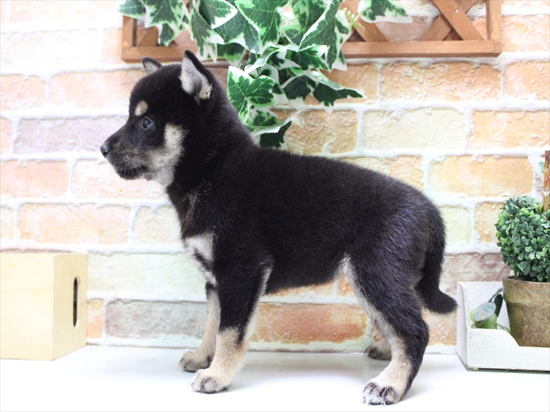愛知県の柴犬(標準サイズ) (ワンラブ名古屋守山インター総本店/2025年7月22日生まれ/女の子/黒)の子犬の3枚目の画像