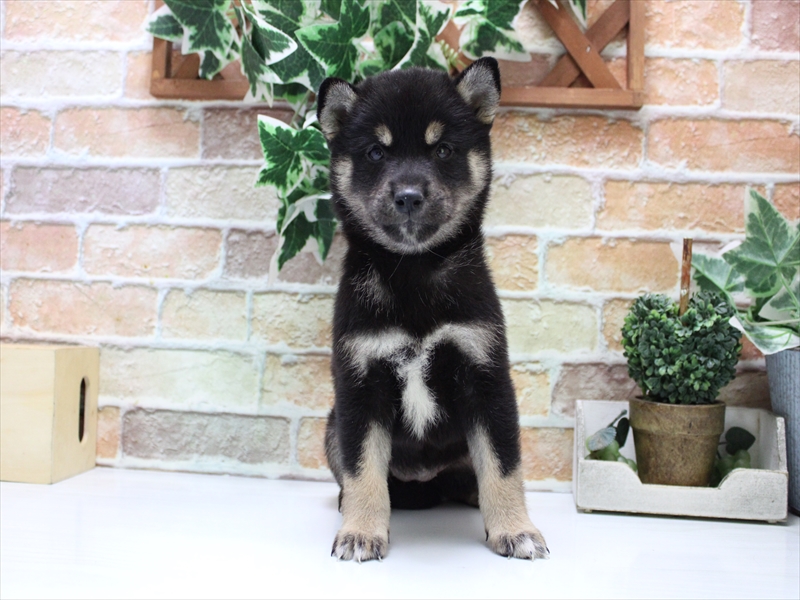 愛知県の柴犬(標準サイズ) (ワンラブ名古屋守山インター総本店/2025年7月22日生まれ/女の子/黒)の子犬の2枚目の画像
