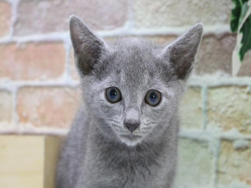 青森県のロシアンブルー (ワンラブエルムの街店/2025年7月20日生まれ/男の子/ブルー)の子猫の1枚目の画像