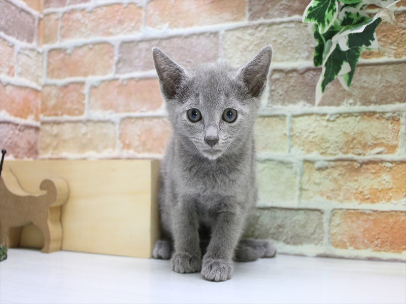 青森県のロシアンブルー (ワンラブエルムの街店/2025年7月20日生まれ/男の子/ブルー)の子猫の3枚目の画像