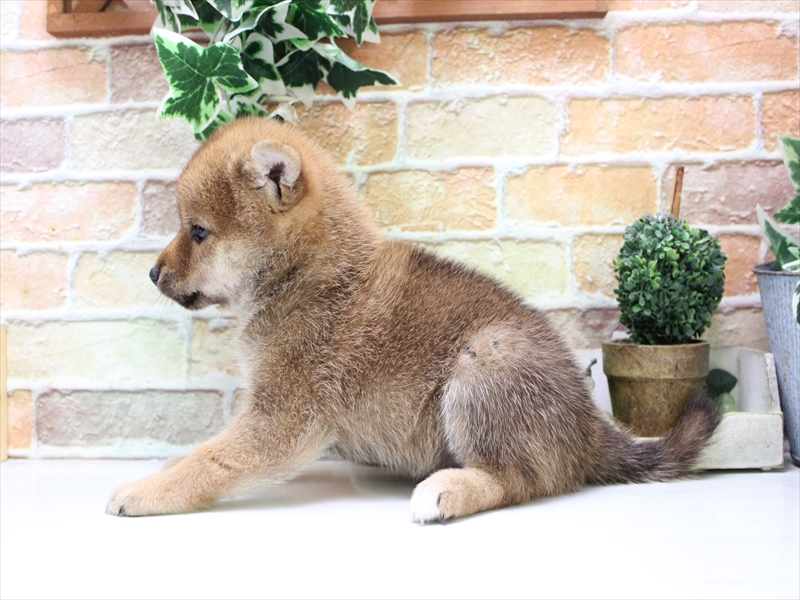愛知県の柴犬(標準サイズ) (ワンラブ名古屋守山インター総本店/2025年7月20日生まれ/女の子/赤)の子犬の3枚目の画像