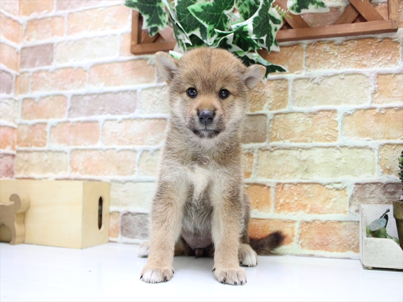愛知県の柴犬(標準サイズ) (ワンラブ名古屋守山インター総本店/2025年7月20日生まれ/女の子/赤)の子犬の2枚目の画像