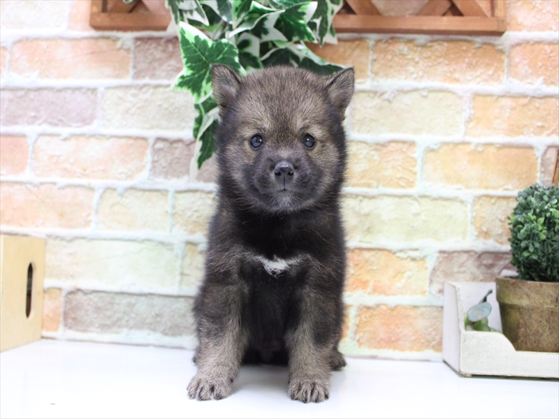 埼玉県の豆柴 (ワンラブ埼玉寄居店/2025年7月20日生まれ/女の子/胡麻)の子犬の2枚目の画像