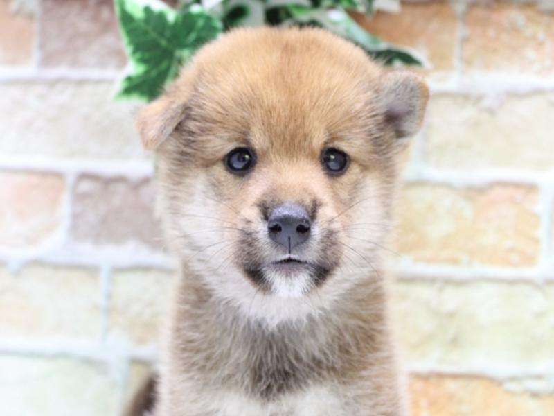 埼玉県の柴犬(標準サイズ) (ワンラブ埼玉寄居店/2025年7月20日生まれ/男の子/赤)の子犬の1枚目の画像