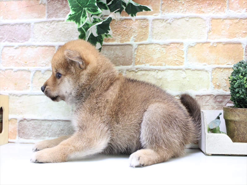 埼玉県の柴犬(標準サイズ) (ワンラブ埼玉寄居店/2025年7月20日生まれ/男の子/赤)の子犬の3枚目の画像