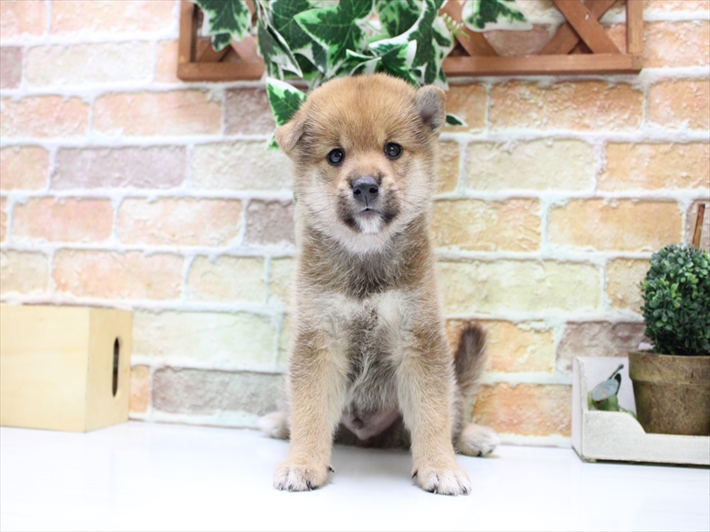 埼玉県の柴犬(標準サイズ) (ワンラブ埼玉寄居店/2025年7月20日生まれ/男の子/赤)の子犬の2枚目の画像