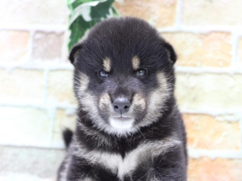 愛知県の柴犬(標準サイズ) (ワンラブ名古屋守山インター総本店/2025年7月22日生まれ/男の子/黒)の子犬の1枚目の画像