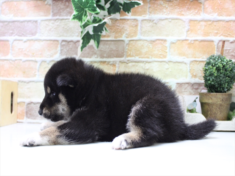 愛知県の柴犬(標準サイズ) (ワンラブ名古屋守山インター総本店/2025年7月22日生まれ/男の子/黒)の子犬の3枚目の画像