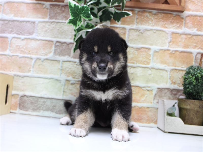 愛知県の柴犬(標準サイズ) (ワンラブ名古屋守山インター総本店/2025年7月22日生まれ/男の子/黒)の子犬の2枚目の画像
