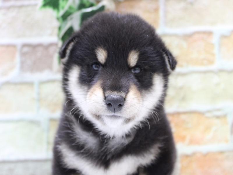 埼玉県の柴犬(標準サイズ) (ワンラブ埼玉寄居店/2025年7月22日生まれ/男の子/黒)の子犬