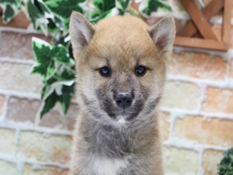 埼玉県の柴犬(標準サイズ) (ワンラブ埼玉寄居店/2025年7月20日生まれ/男の子/赤)の子犬