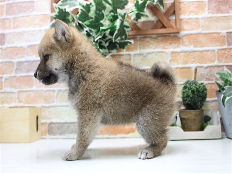 愛知県の柴犬(標準サイズ) (ワンラブ名古屋守山インター総本店/2025年7月20日生まれ/男の子/赤)の子犬の3枚目の画像