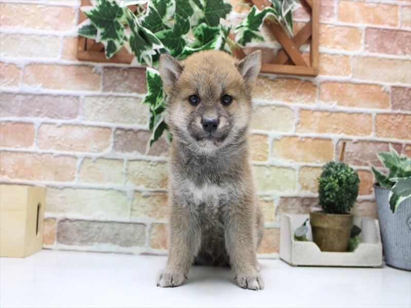 愛知県の柴犬(標準サイズ) (ワンラブ名古屋守山インター総本店/2025年7月20日生まれ/男の子/赤)の子犬の2枚目の画像