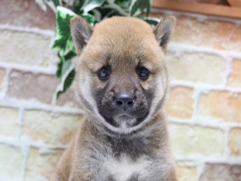愛知県の柴犬(標準サイズ) (ワンラブ名古屋守山インター総本店/2025年7月21日生まれ/女の子/赤)の子犬の1枚目の画像