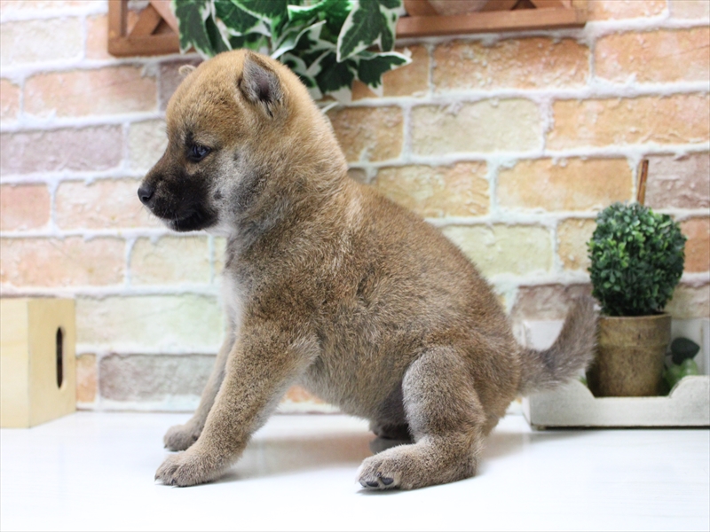 愛知県の柴犬(標準サイズ) (ワンラブ名古屋守山インター総本店/2025年7月21日生まれ/女の子/赤)の子犬の3枚目の画像
