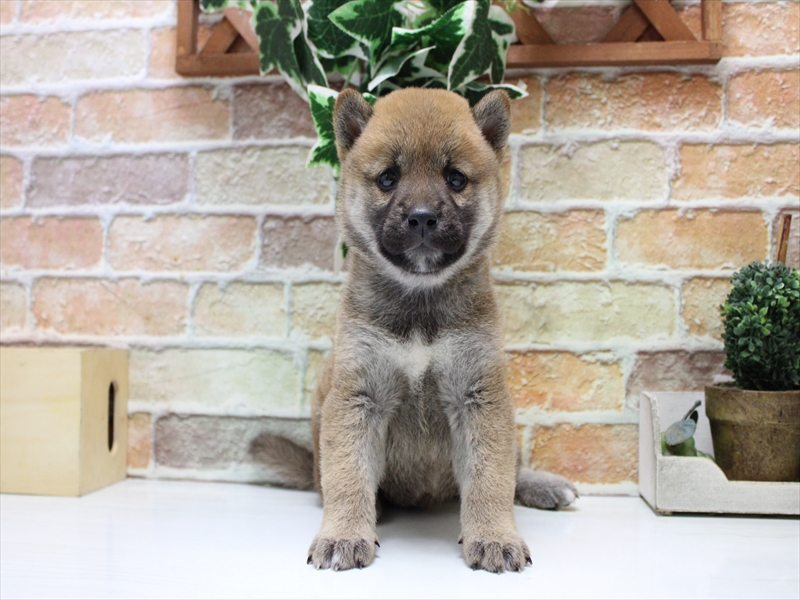 愛知県の柴犬(標準サイズ) (ワンラブ名古屋守山インター総本店/2025年7月21日生まれ/女の子/赤)の子犬の2枚目の画像