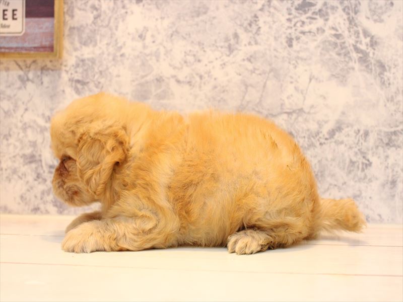 埼玉県のペキプー(ペキニーズ×プードル) (ワンラブ埼玉寄居店/2025年7月23日生まれ/男の子/アプリコット)の子犬の2枚目の画像