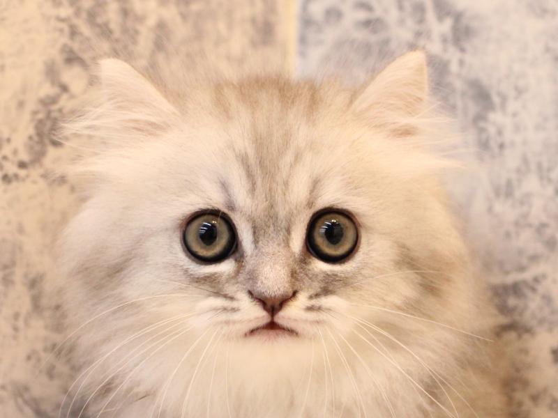 埼玉県のペルシャ (ワンラブ埼玉寄居店/2025年7月26日生まれ/男の子/チンチラシルバー)の子猫の1枚目の画像