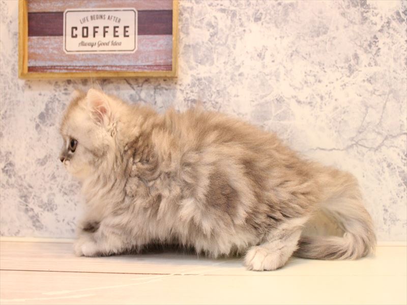 埼玉県のペルシャ (ワンラブ埼玉寄居店/2025年7月26日生まれ/男の子/チンチラシルバー)の子猫の3枚目の画像