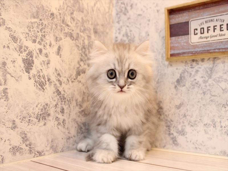 埼玉県のペルシャ (ワンラブ埼玉寄居店/2025年7月26日生まれ/男の子/チンチラシルバー)の子猫の2枚目の画像