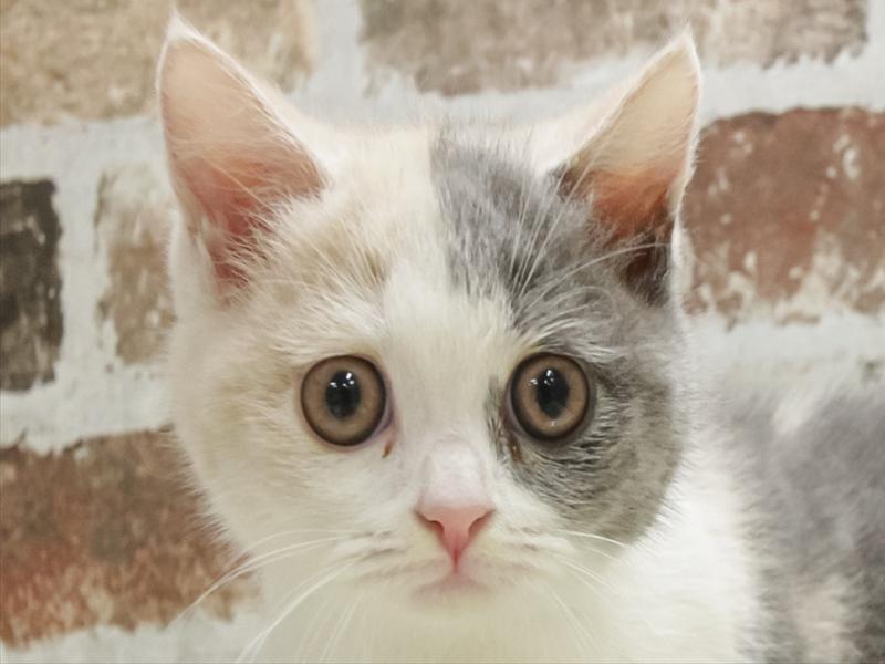 岡山県のブリティッシュショートヘアー (ワンラブアリオ倉敷店/2025年7月24日生まれ/女の子/ダイリュートキャリコ)の子猫の1枚目の画像