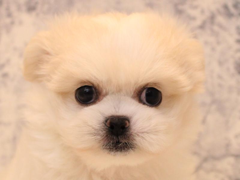 東京都のハーフ犬・ミックス犬 (ワンラブ有明ガーデン東京本店/2025年7月22日生まれ/女の子/ホワイトクリーム)の子犬の1枚目の画像