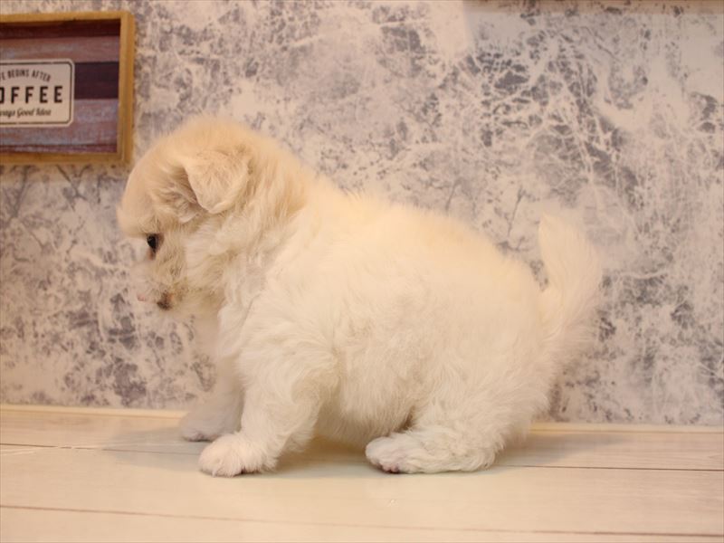東京都のハーフ犬・ミックス犬 (ワンラブ有明ガーデン東京本店/2025年7月22日生まれ/女の子/ホワイトクリーム)の子犬の3枚目の画像
