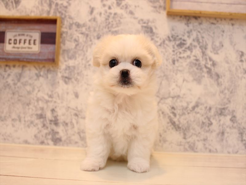 東京都のハーフ犬・ミックス犬 (ワンラブ有明ガーデン東京本店/2025年7月22日生まれ/女の子/ホワイトクリーム)の子犬の2枚目の画像