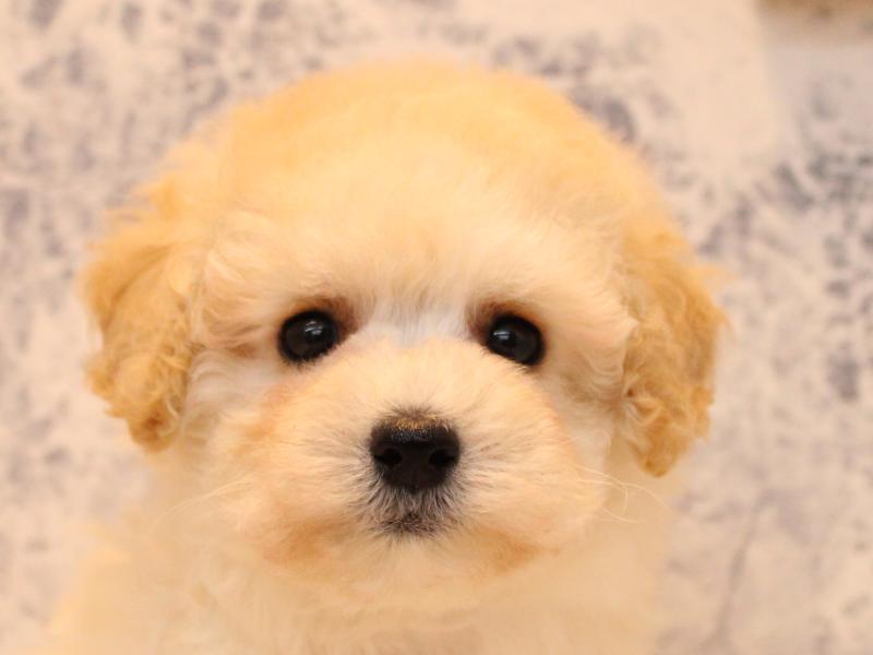 千葉県のトイプードル(タイニー) (ワンラブカインズ幕張店/2025年7月27日生まれ/女の子/クリーム)の子犬の1枚目の画像