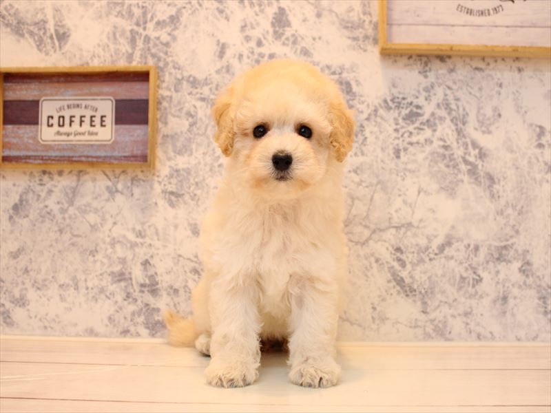 千葉県のトイプードル(タイニー) (ワンラブカインズ幕張店/2025年7月27日生まれ/女の子/クリーム)の子犬の3枚目の画像