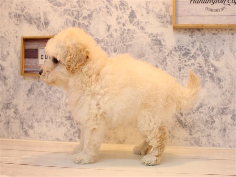 千葉県のトイプードル(タイニー) (ワンラブカインズ幕張店/2025年7月27日生まれ/女の子/クリーム)の子犬の2枚目の画像