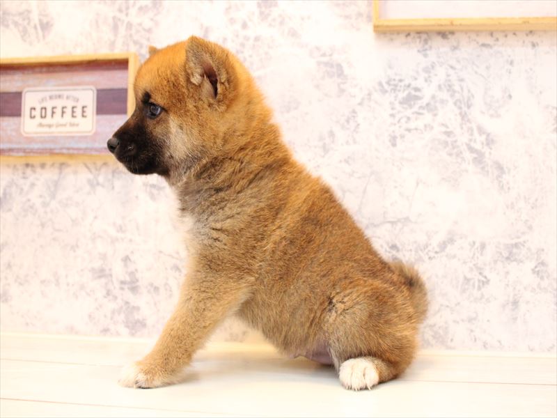 埼玉県の柴犬(標準サイズ) (ワンラブカインズ本庄早稲田店/2025年7月21日生まれ/男の子/赤)の子犬の3枚目の画像