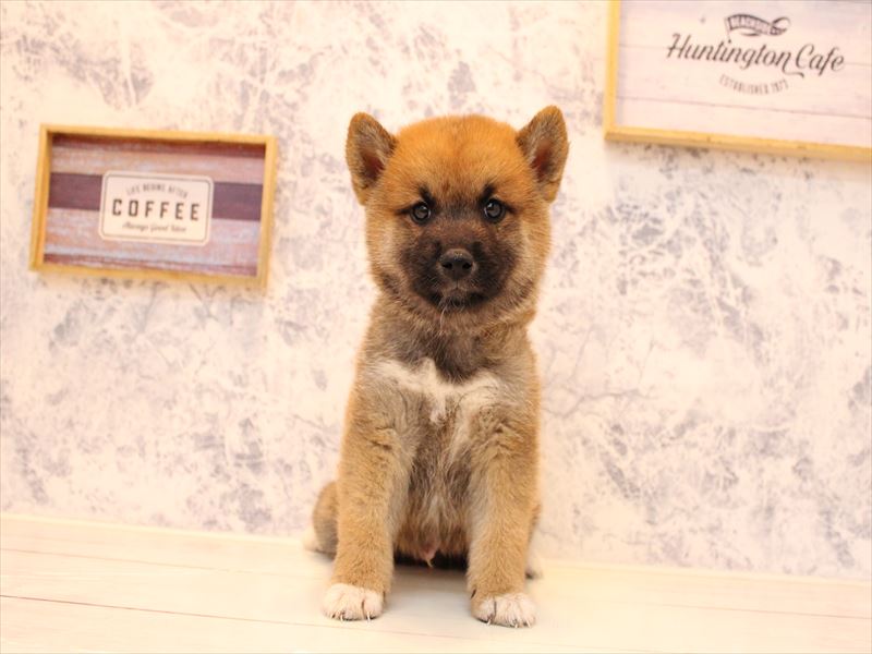 埼玉県の柴犬(標準サイズ) (ワンラブカインズ本庄早稲田店/2025年7月21日生まれ/男の子/赤)の子犬の2枚目の画像