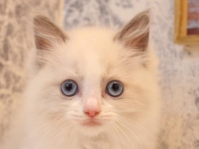 千葉県のラグドール (ワンラブユニモちはら台店/2025年7月28日生まれ/女の子/ブルーポイントバイカラー)の子猫の1枚目の画像