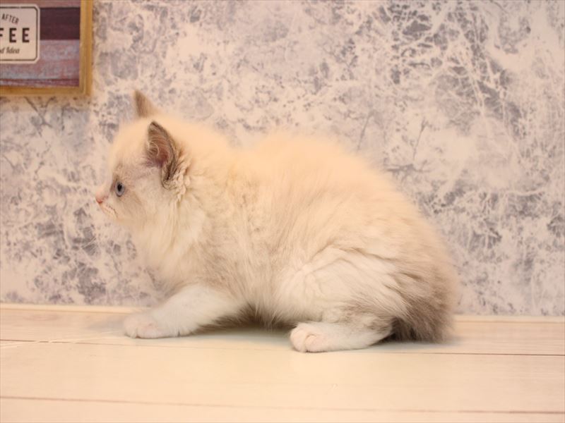 千葉県のラグドール (ワンラブユニモちはら台店/2025年7月28日生まれ/女の子/ブルーポイントバイカラー)の子猫の3枚目の画像