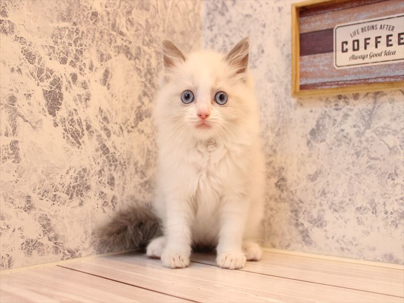 千葉県のラグドール (ワンラブユニモちはら台店/2025年7月28日生まれ/女の子/ブルーポイントバイカラー)の子猫の2枚目の画像