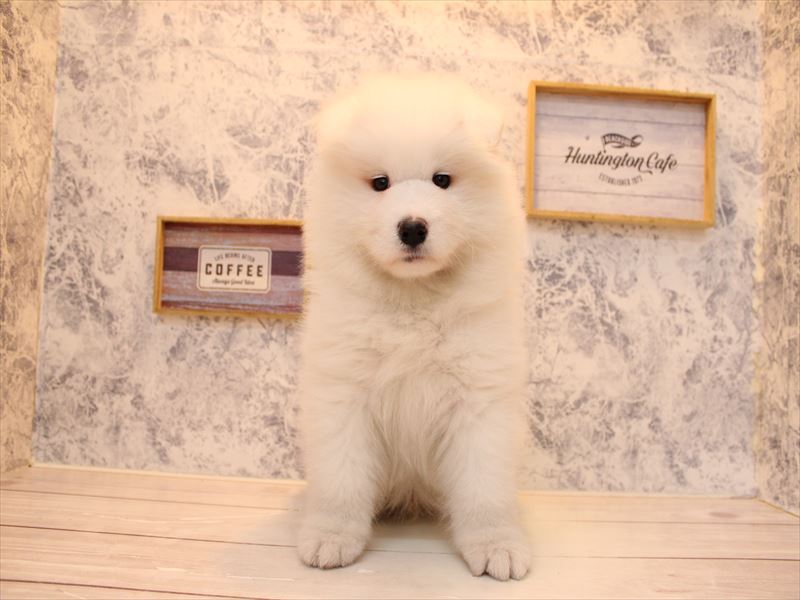 埼玉県のサモエド (ワンラブ埼玉寄居店/2025年7月29日生まれ/男の子/ホワイト)の子犬の2枚目の画像