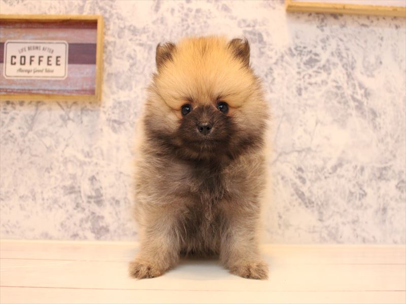埼玉県のポメラニアン (ワンラブ埼玉寄居店/2025年7月28日生まれ/男の子/オレンジ)の子犬の2枚目の画像